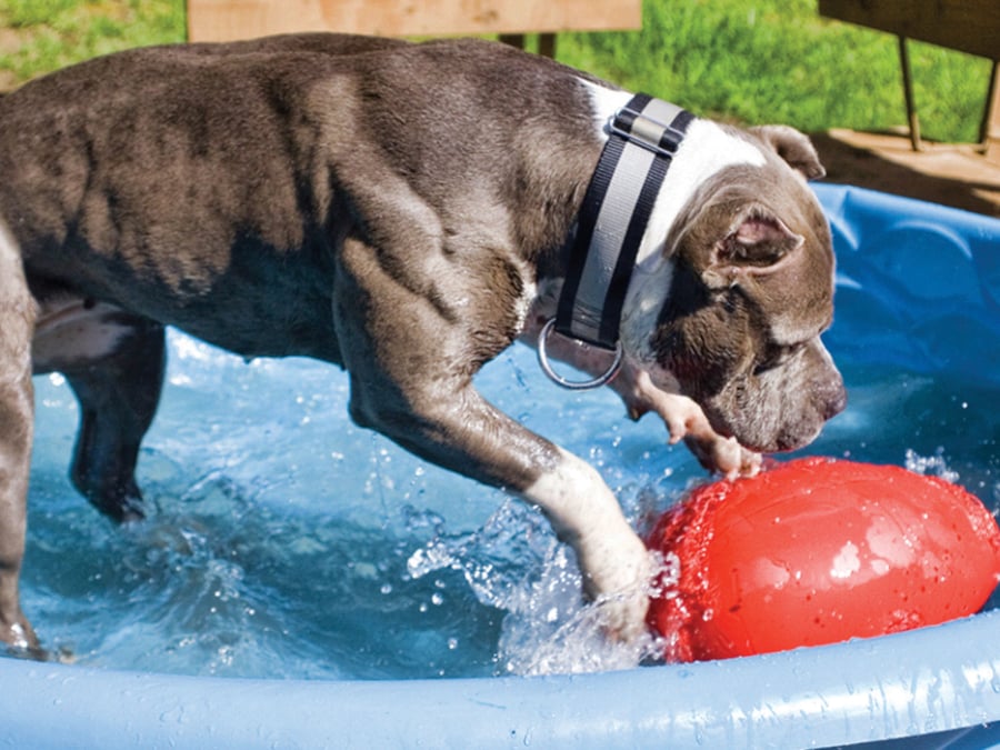 25 Best Outdoor Dog Toys for Summer